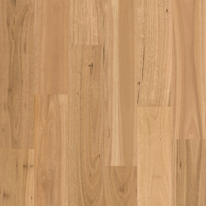 Blackbutt