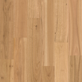 Blackbutt
