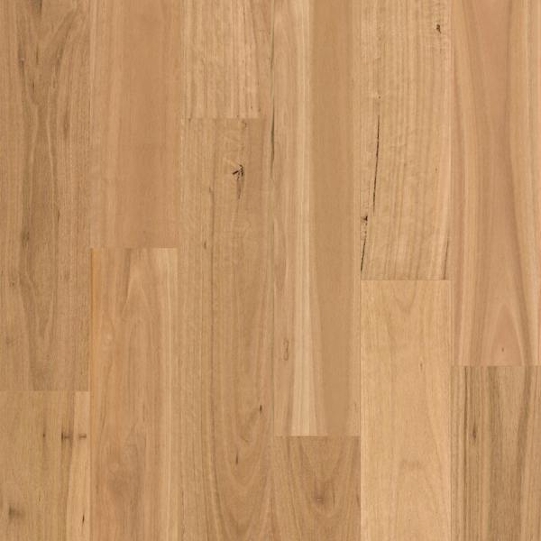 Blackbutt