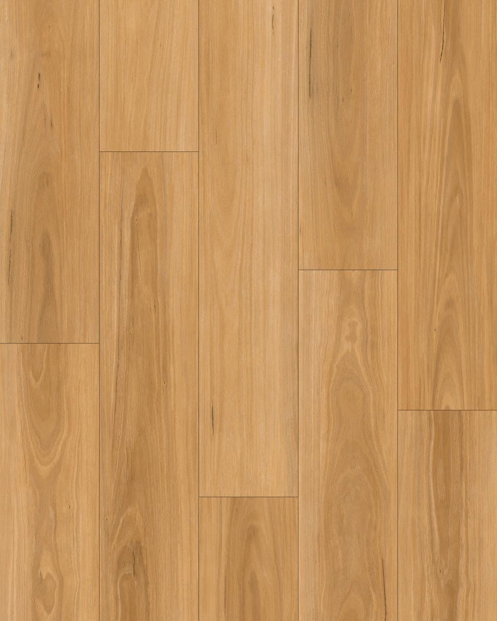 Golden BlackButt