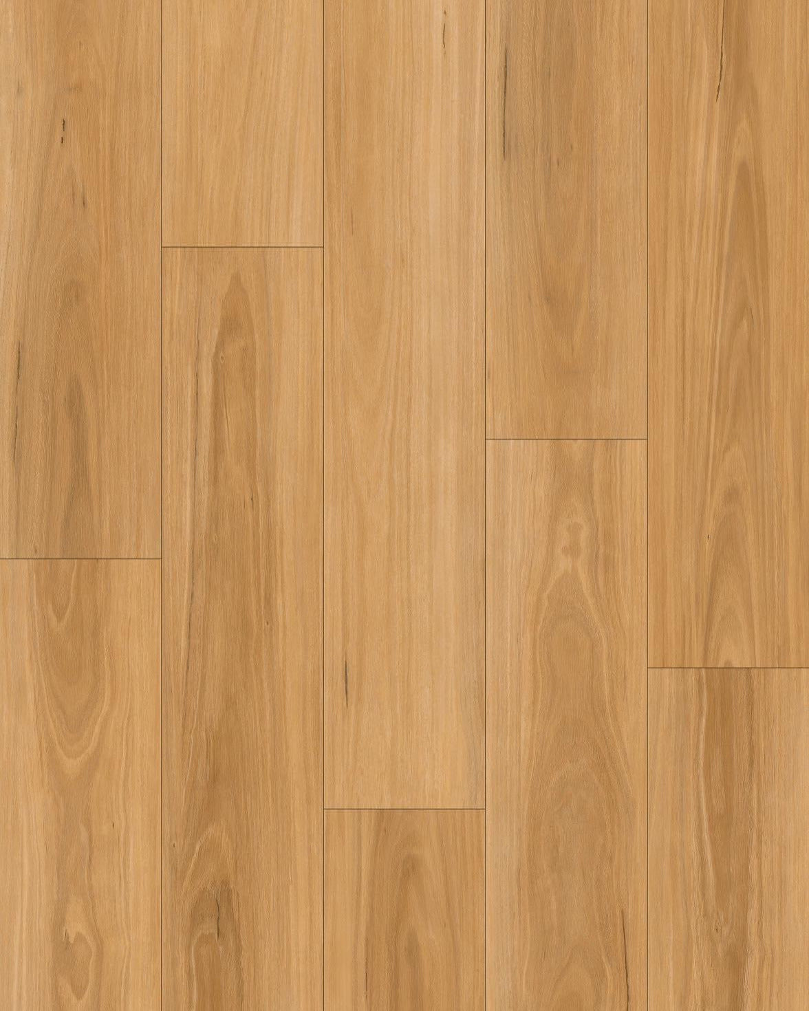 Golden BlackButt