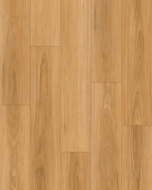 Golden BlackButt