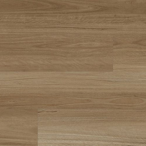 Highland Blackbutt