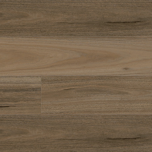 Spotted Gum