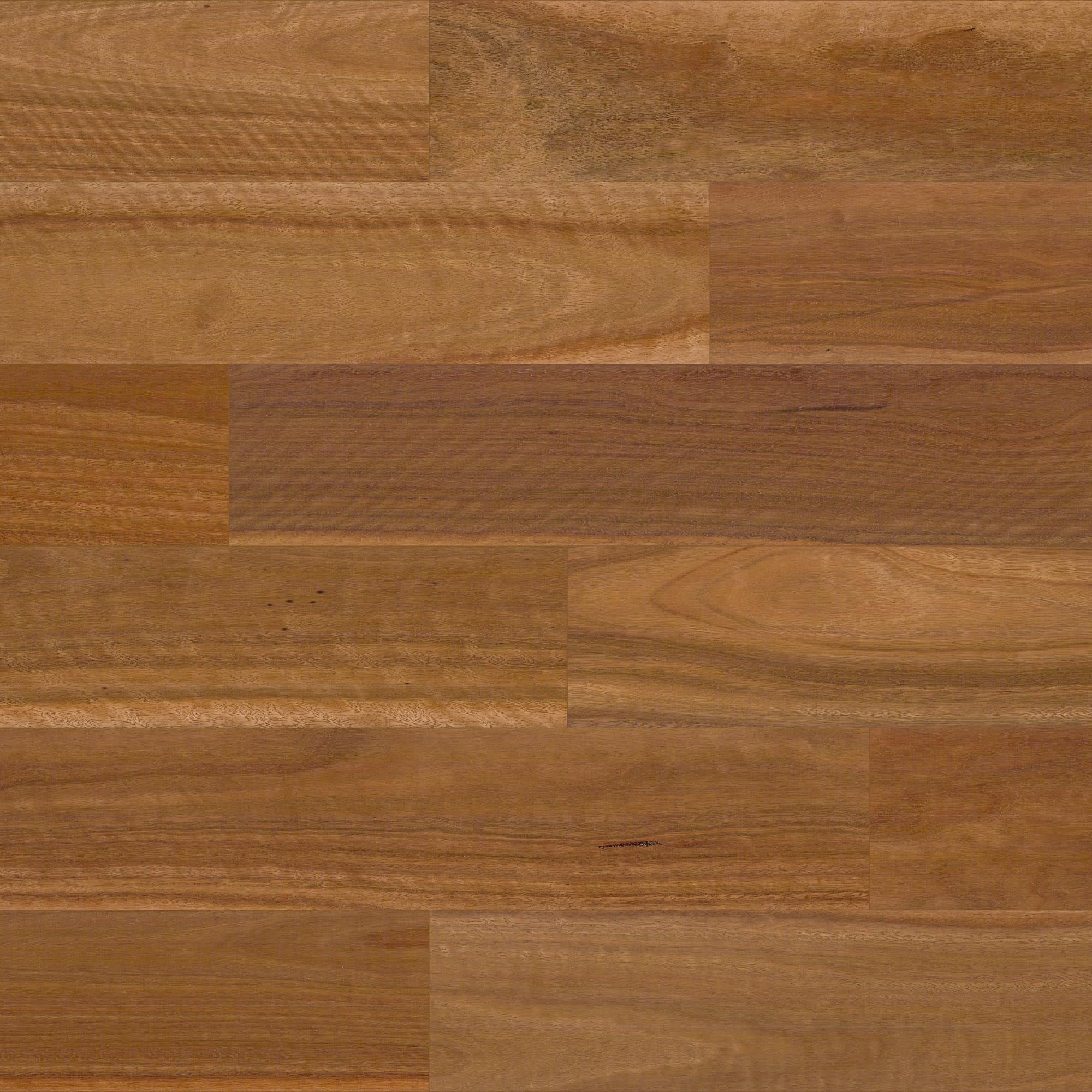 Spotted Gum
