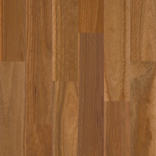 Spotted Gum