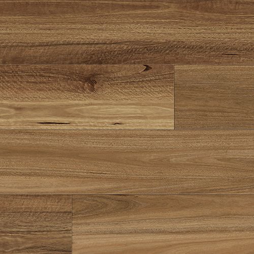 Australian Spotted Gum